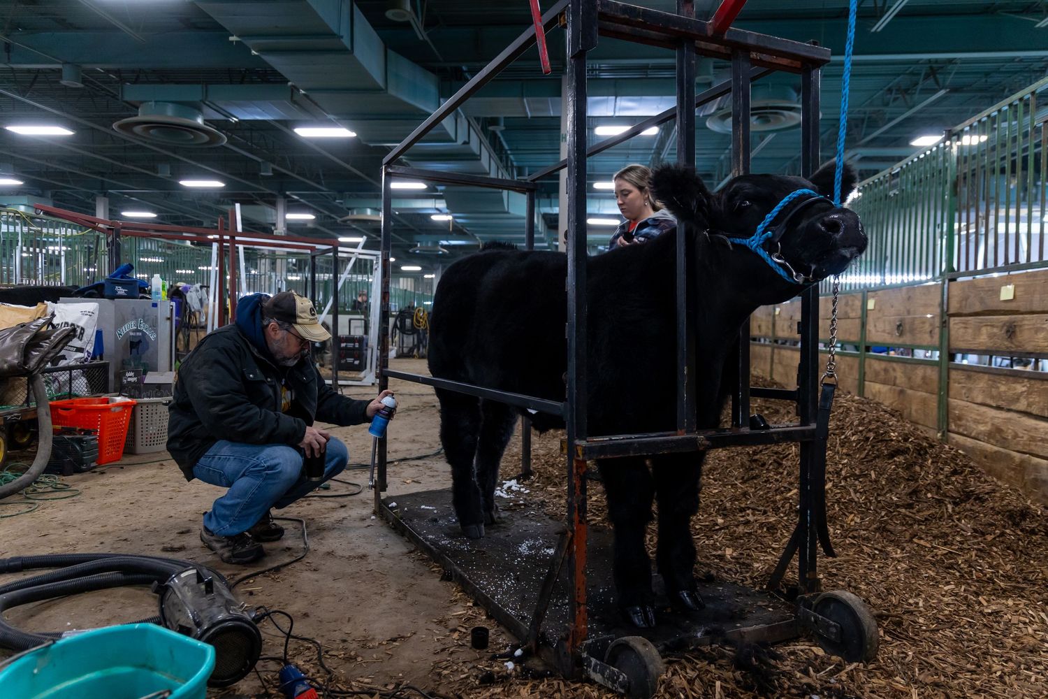 Wide view of indoor livestock arena with dim lighting and spectators.