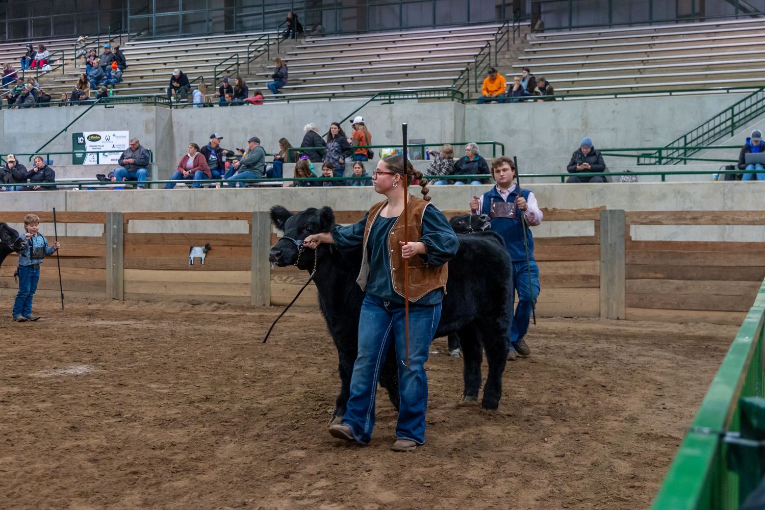 Wide view of livestock show ring with handlers and spectators in bleachers.