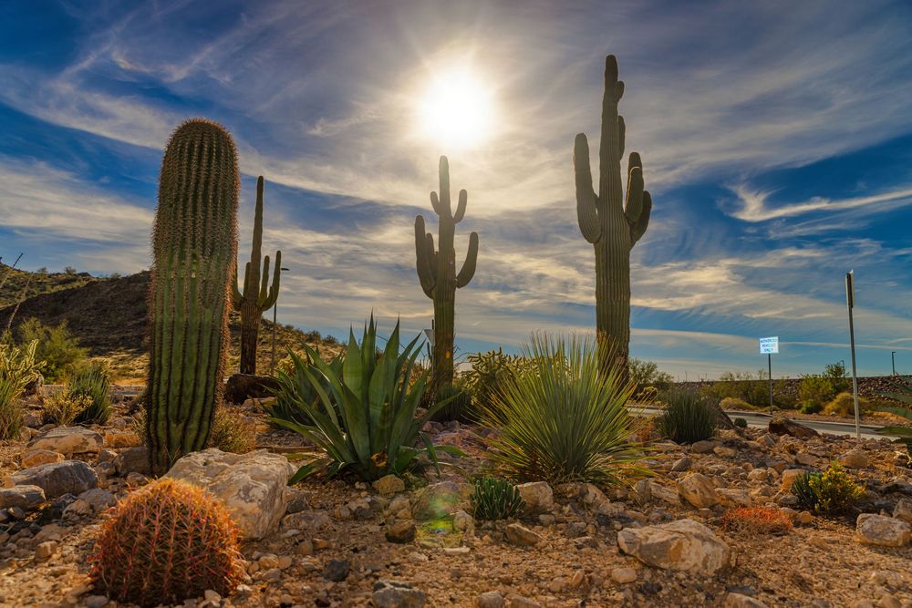 Tall saguaro cacti and agave plants bask in golden sunlight in a rocky Arizona desert landscape.