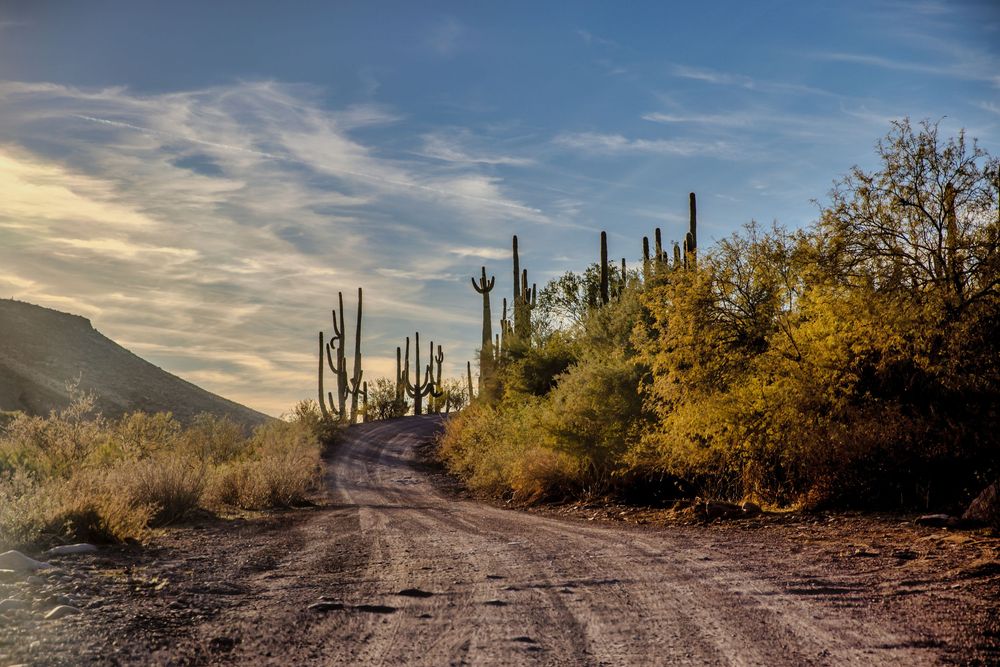 Dirt road winding through Sonoran Desert landscape with tall saguaro cacti at golden hour.