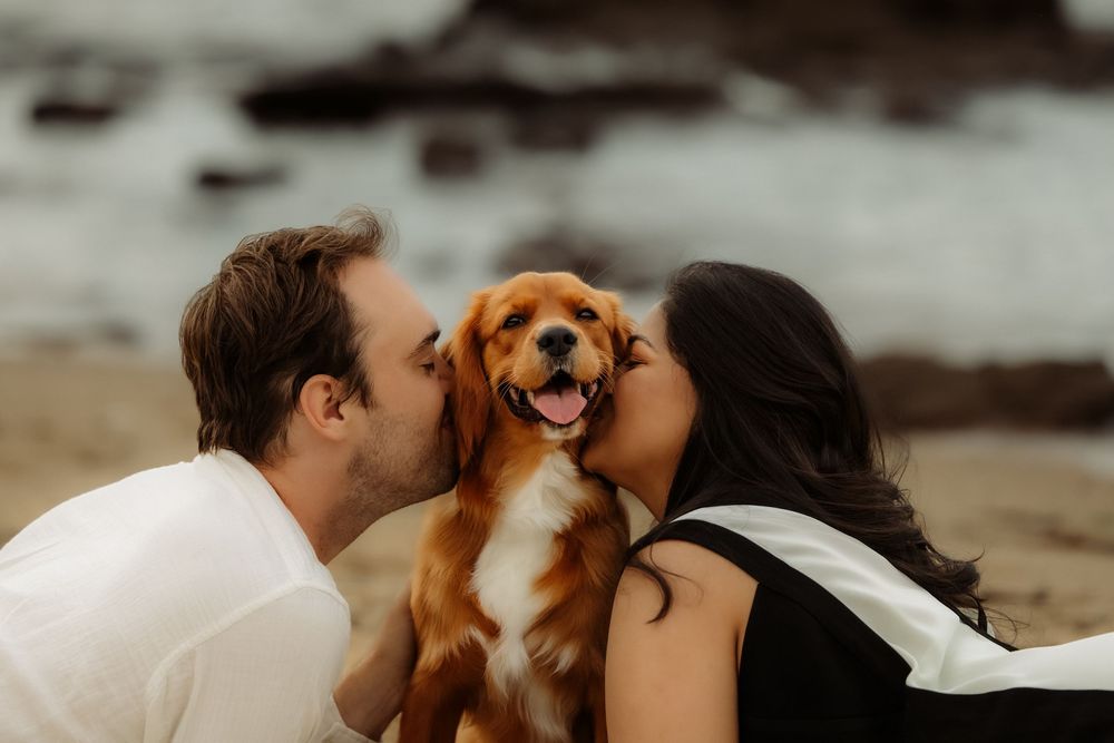 A happy golden dog receives kisses from a couple on a sandy beach with rocky shores in the background.