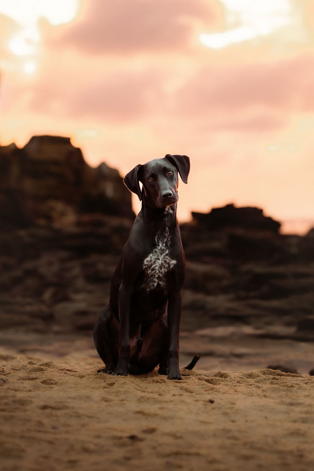A dark brown Doberman dog sits on sandy beach at sunset, with rocky formations and pink cloudy sky in background.