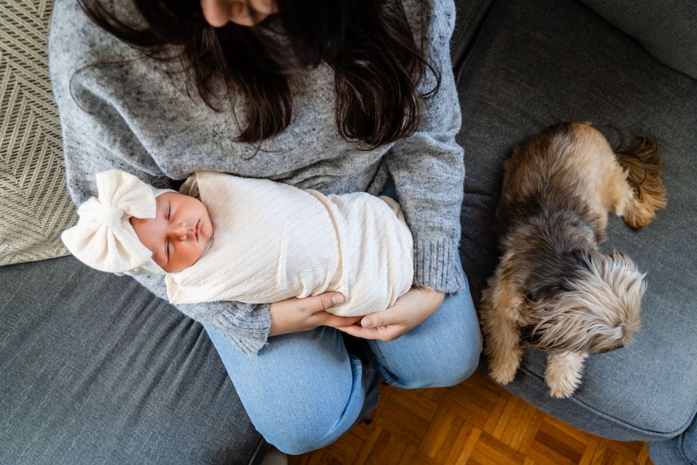 A newborn baby wrapped in white rests on someone's lap next to a small dog on a grey couch.