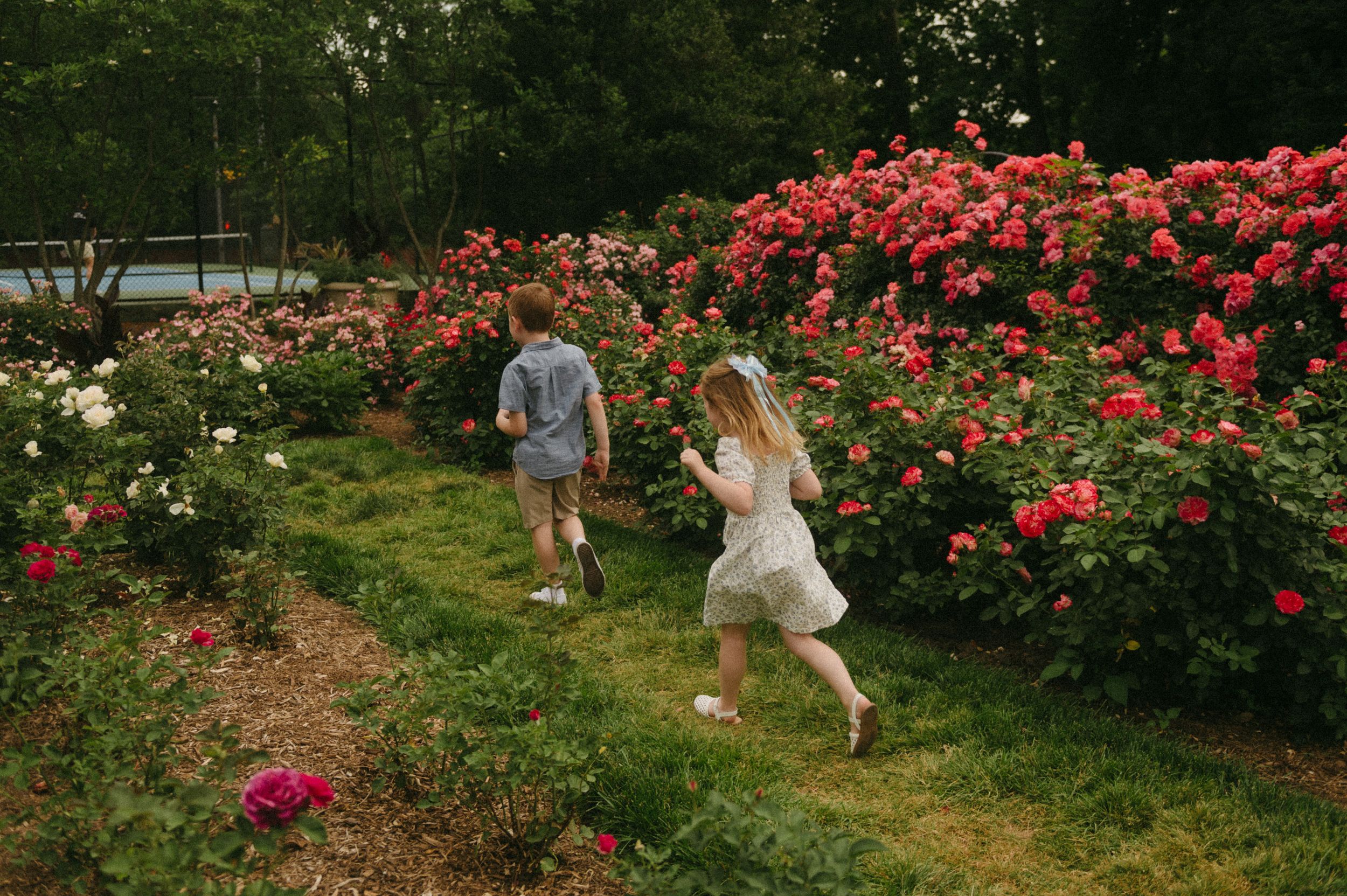 Two children running through a lush garden path lined with vibrant pink and red rose bushes in full bloom.
