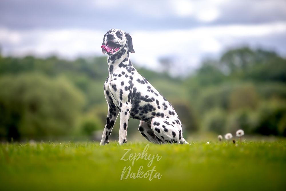 Dalmation