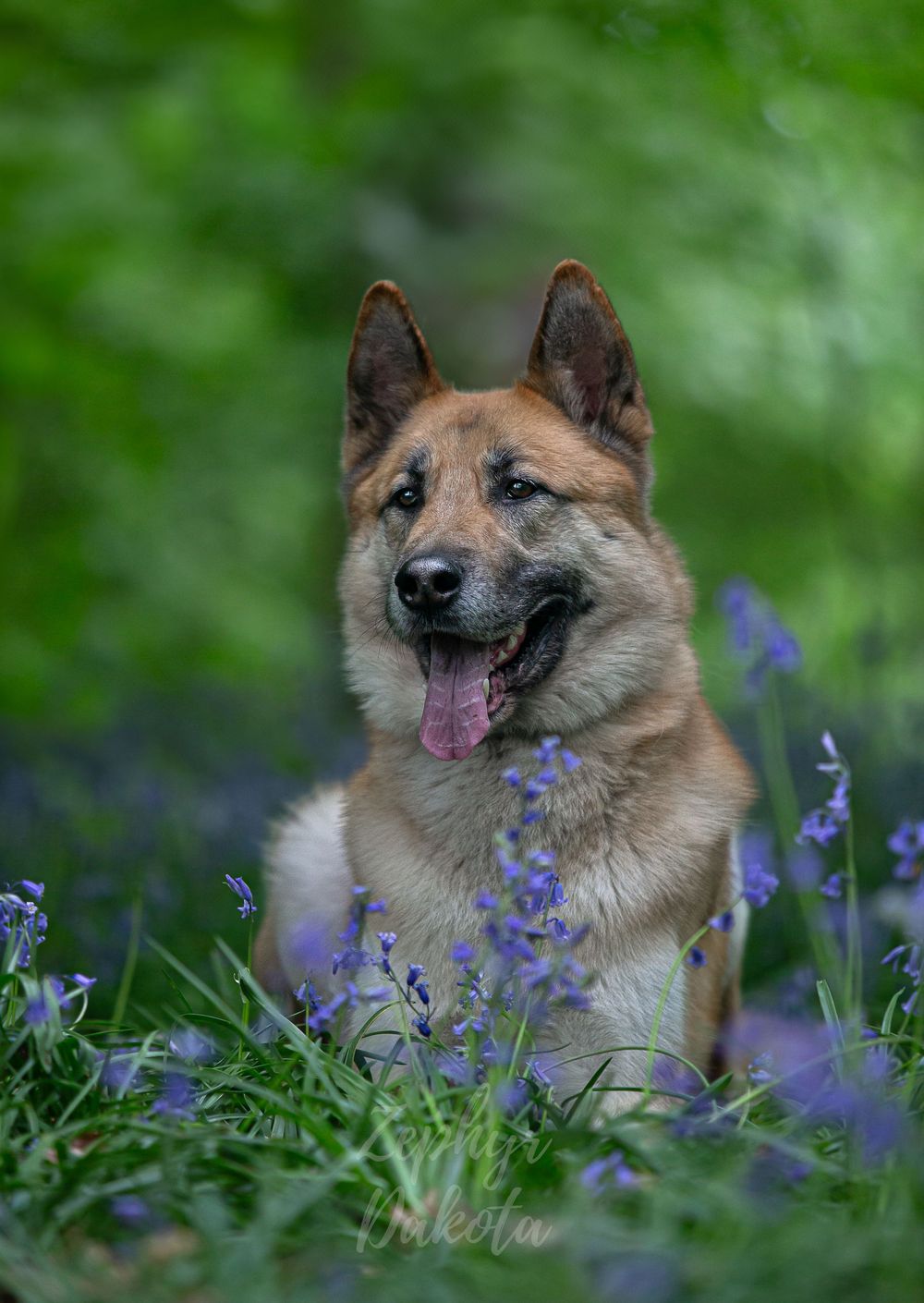 Bluebells