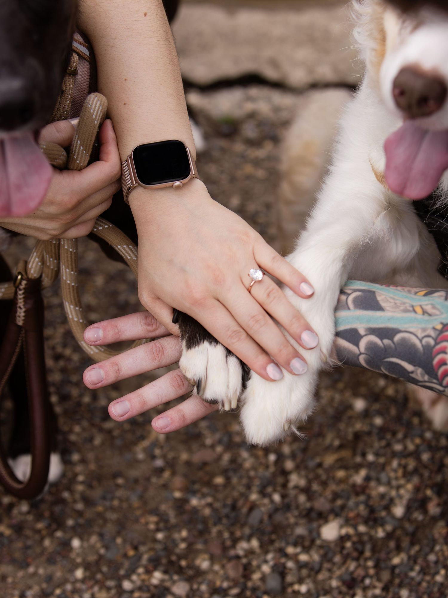 Close-up of hands clipping a dog's toenails during grooming while carefully restraining the paw.