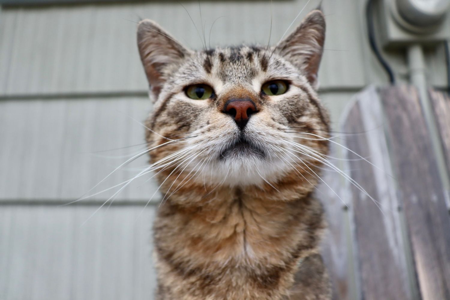 Chi Chi (Chilly) The Cat
