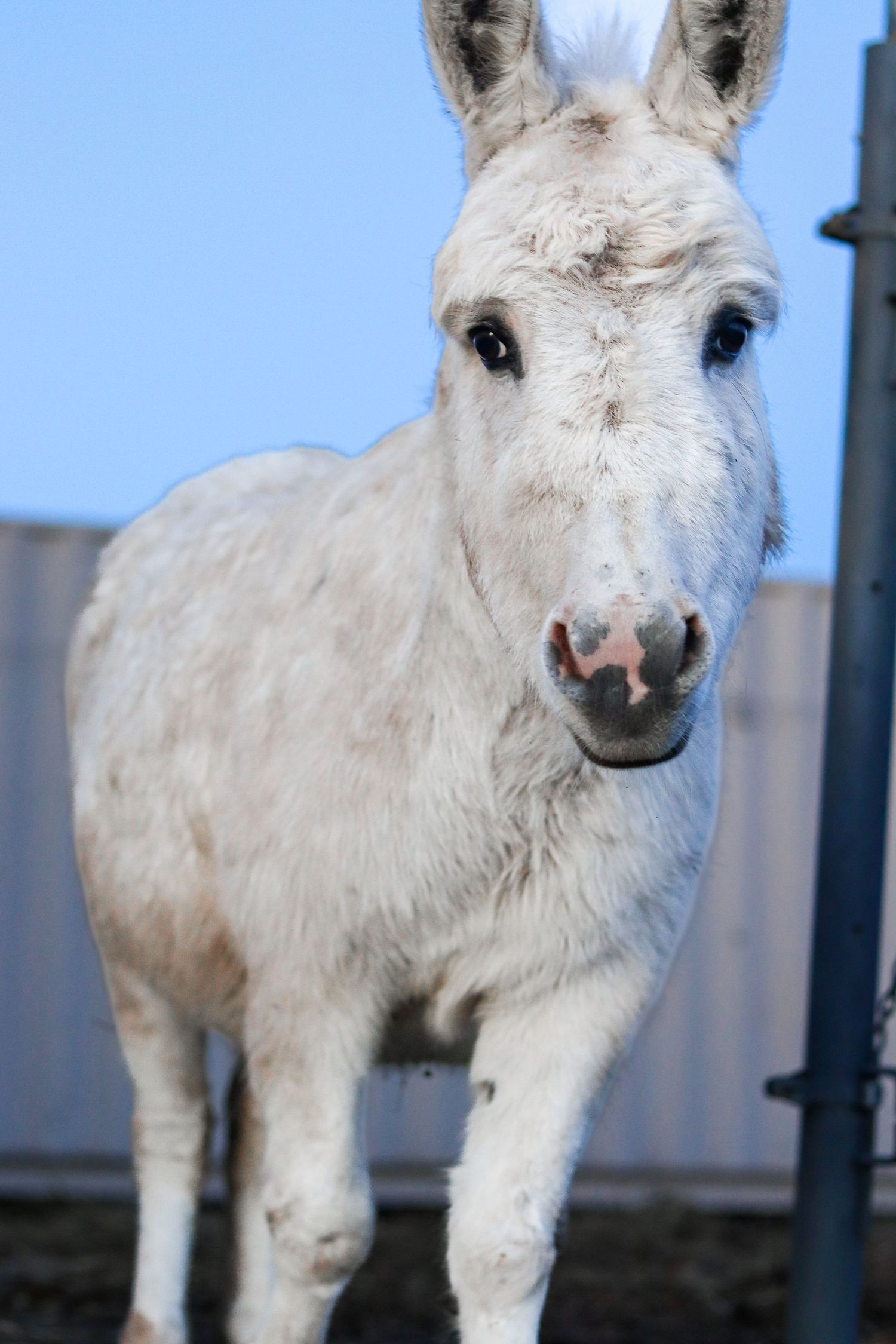 Jingles The Mini Donkey
