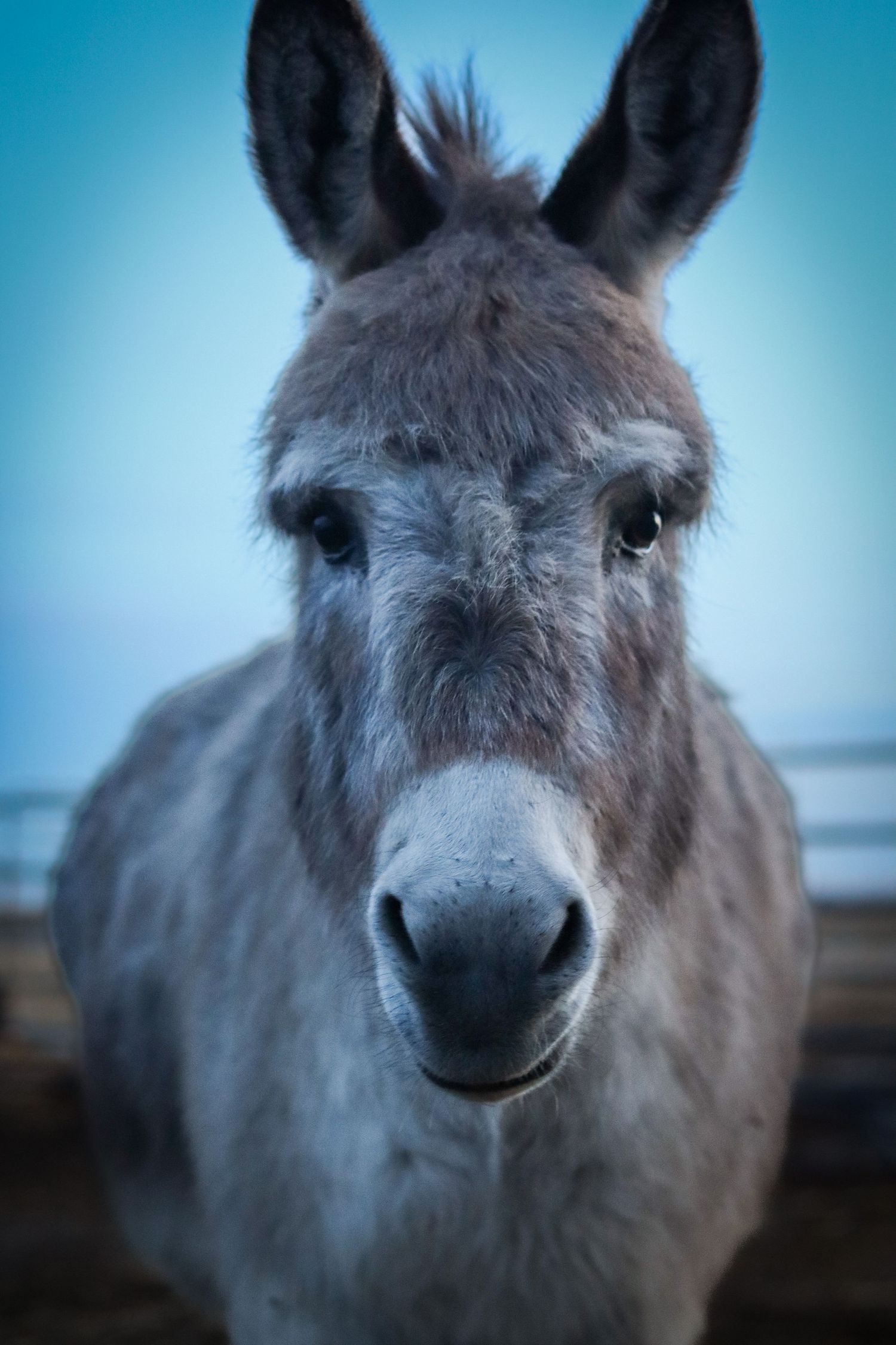 Eeyore The Mini Donkey