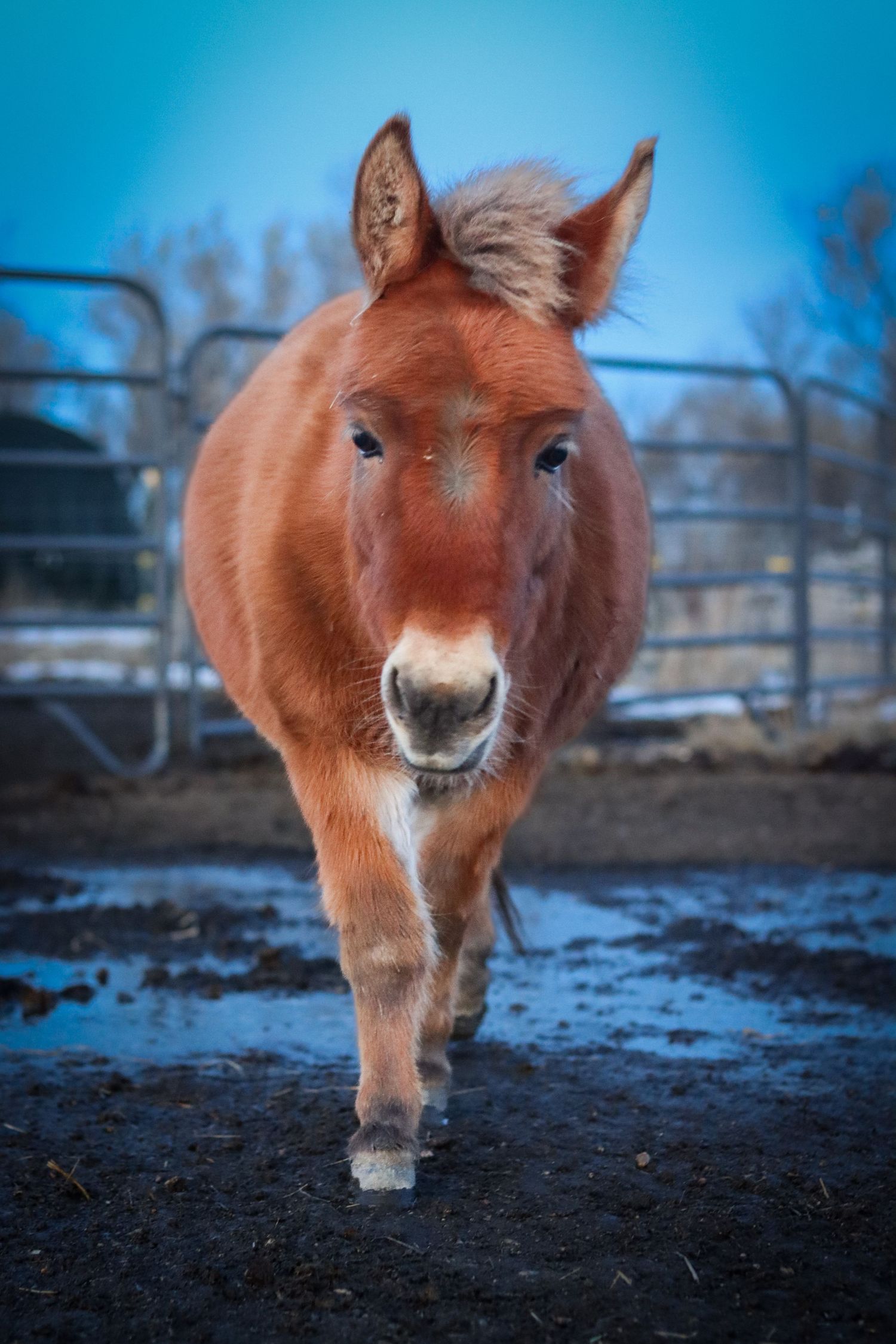 Rosie The Mini Mule
