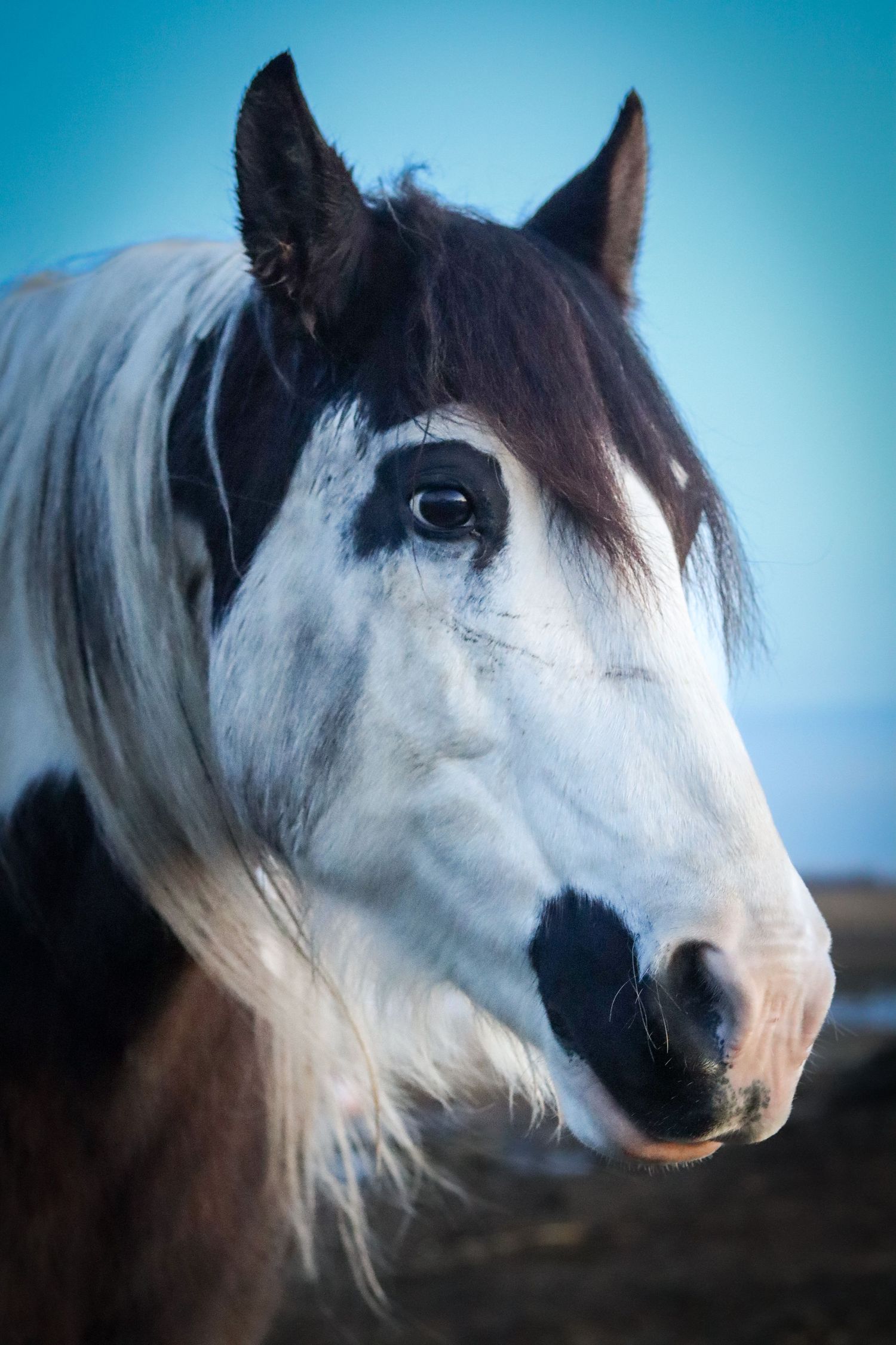 Zulton The Gyspy Banner Cross Horse