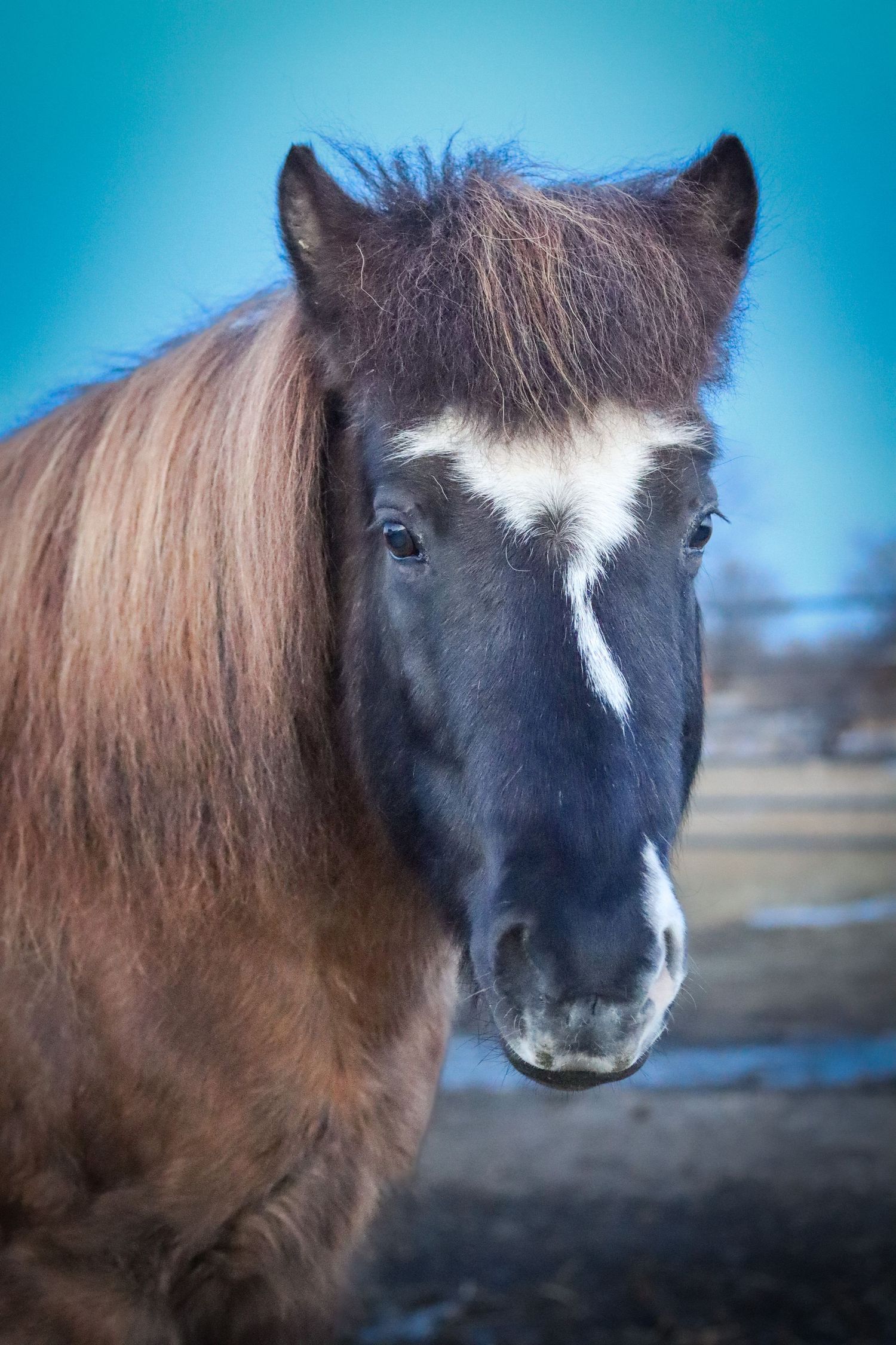 BJalla The Icelandic Horse
