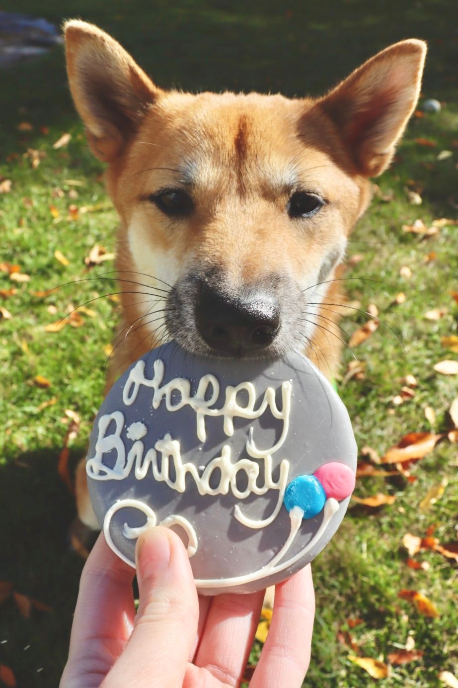 Moose The Shiba Inu