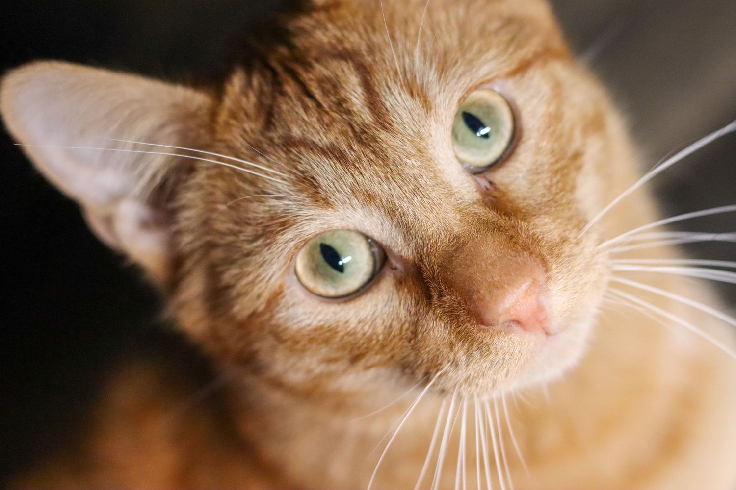 August The Cat