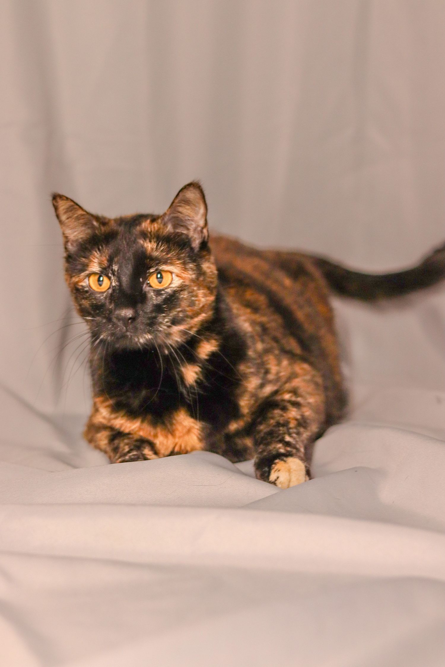 Cleo The Cat