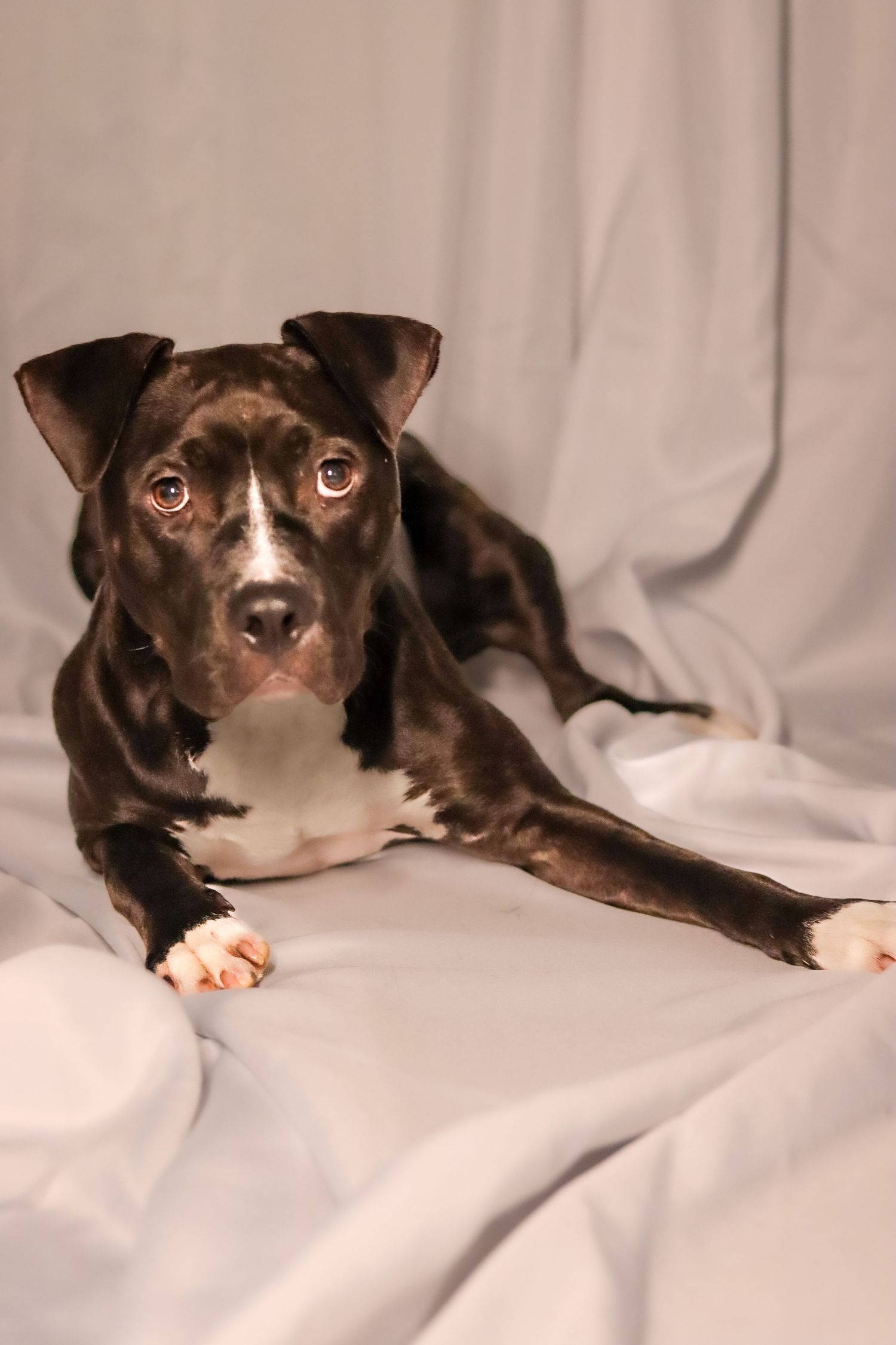 Junie The Dog