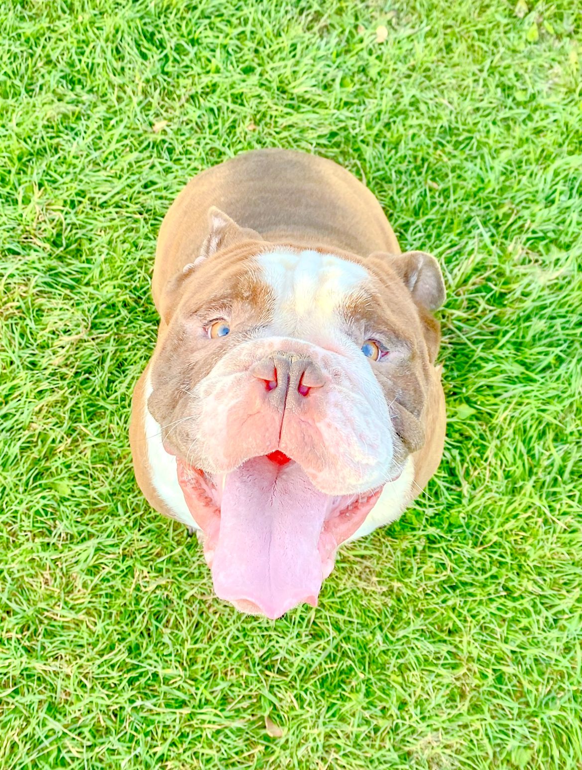 Yoda The English Bulldog