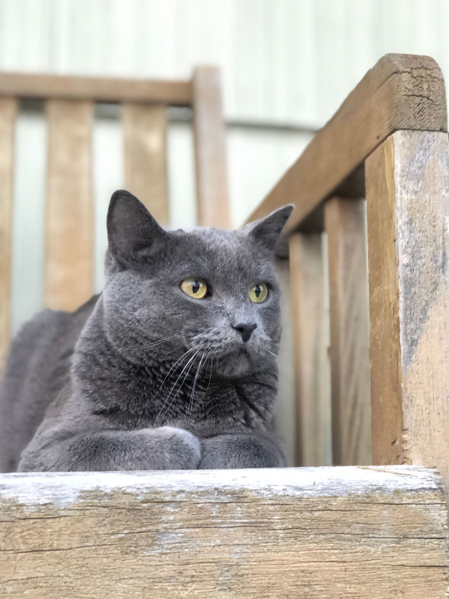 Beans The Cat