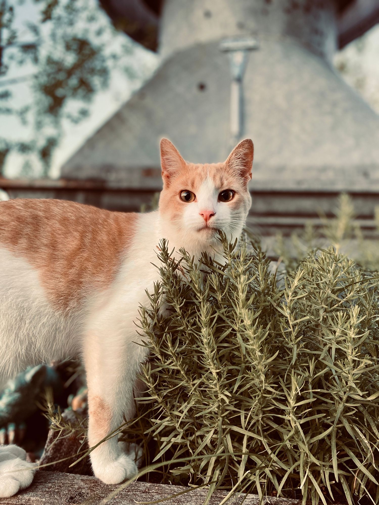The Neighbors Cat Ben