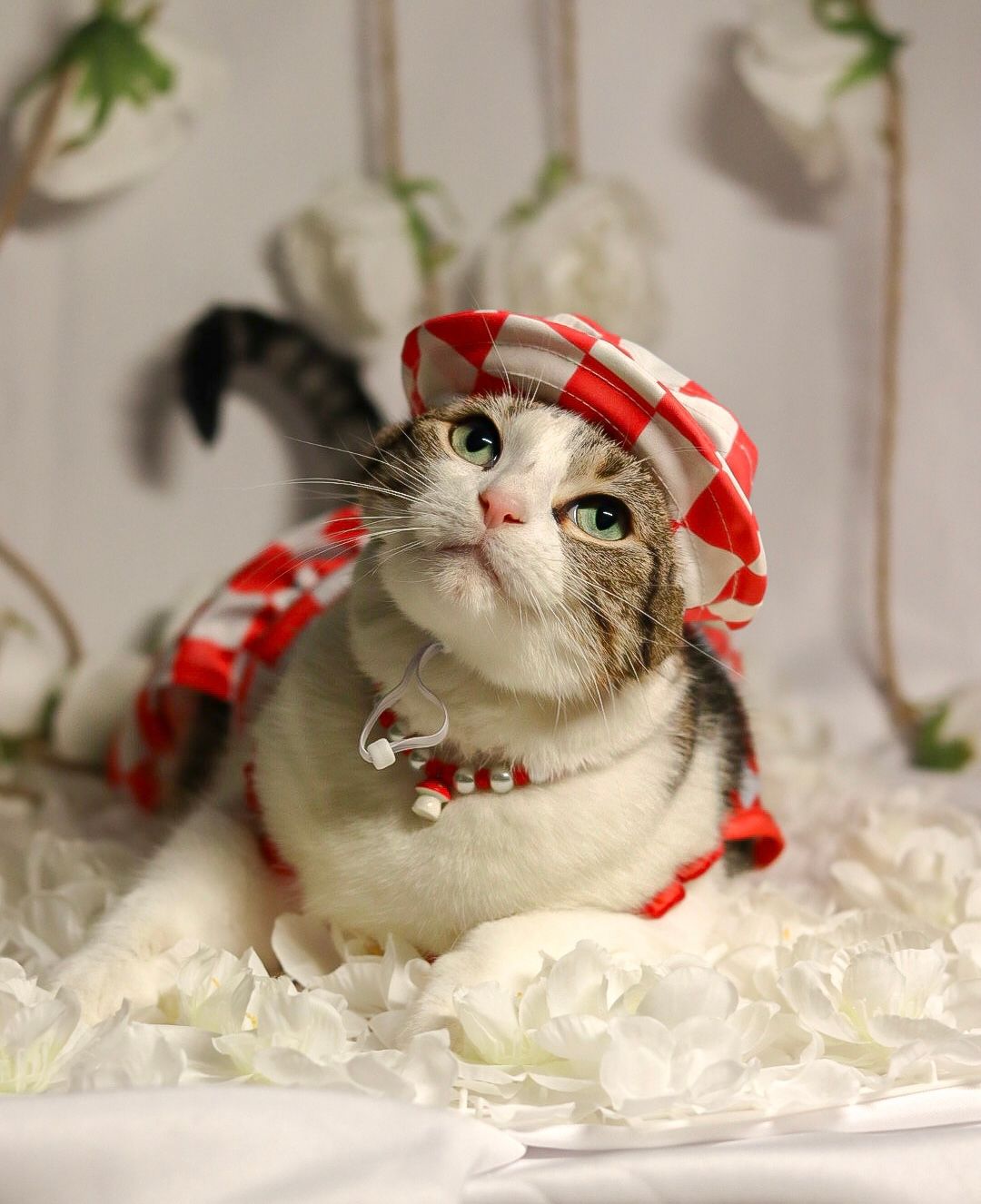 Hummingbird The Cat