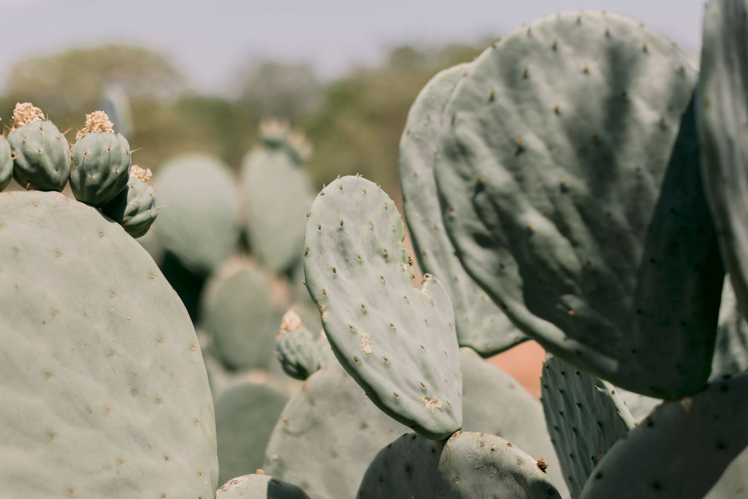 Close-up of green prickly pear cactus pads with small buds in a desert landscape.