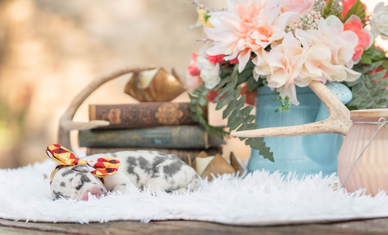 A tiny newborn piglet resting near pink flowers and vintage books on fur.