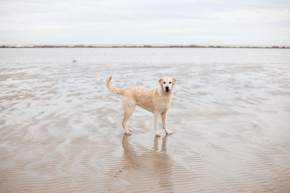 labradoodle on eastbourne beach