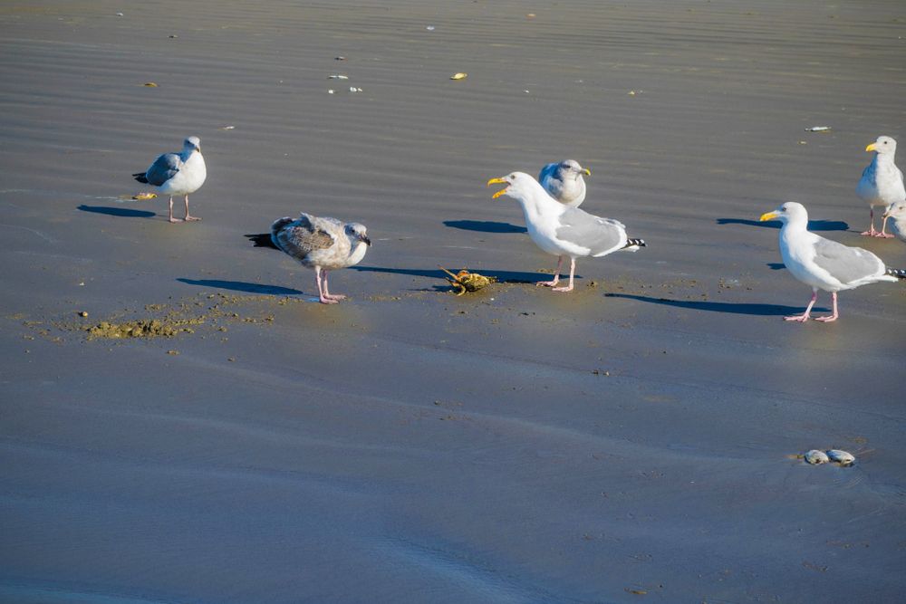 Five seagulls standing in a row on wet beach sand.