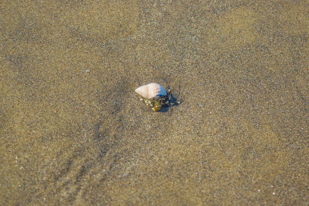 Small seashell and crab in wet sand at the beach.