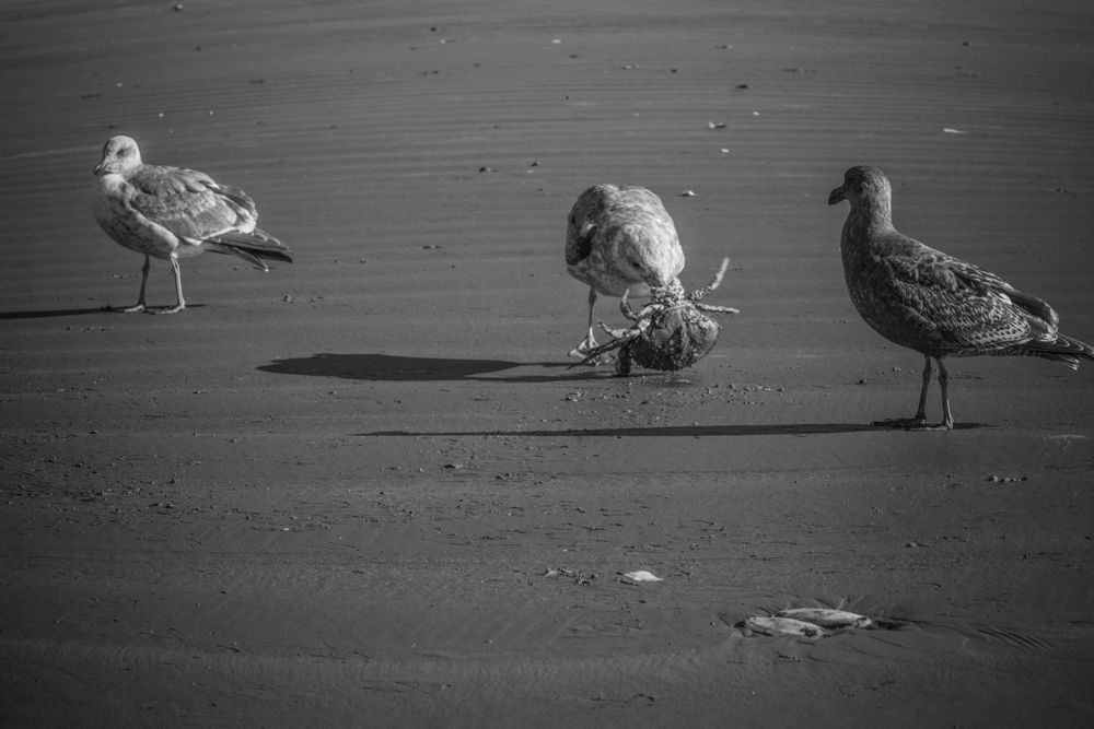 Three seagulls standing on wet sand in black and white photography.