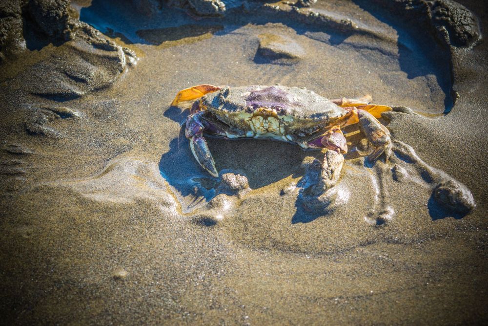 Close-up of orange crab on sandy beach with waves in background.