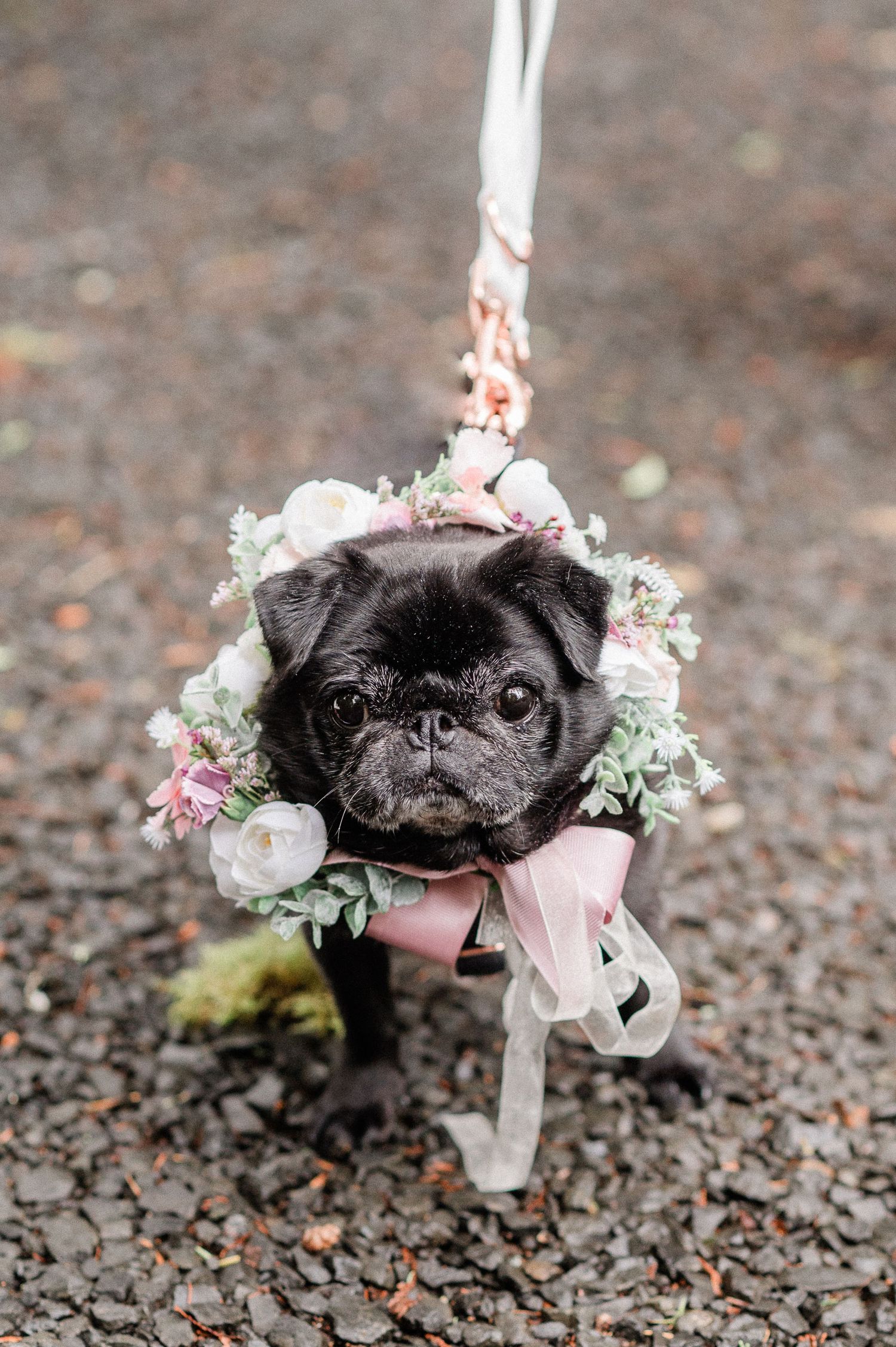 black pug with bridal flowers around head. Photo by Pine + Vow