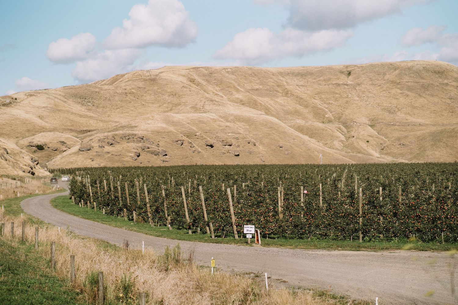 Hawkes Bay Photographer, Hawkes Bay Commercial Photographer, Apple Harvest, T&G