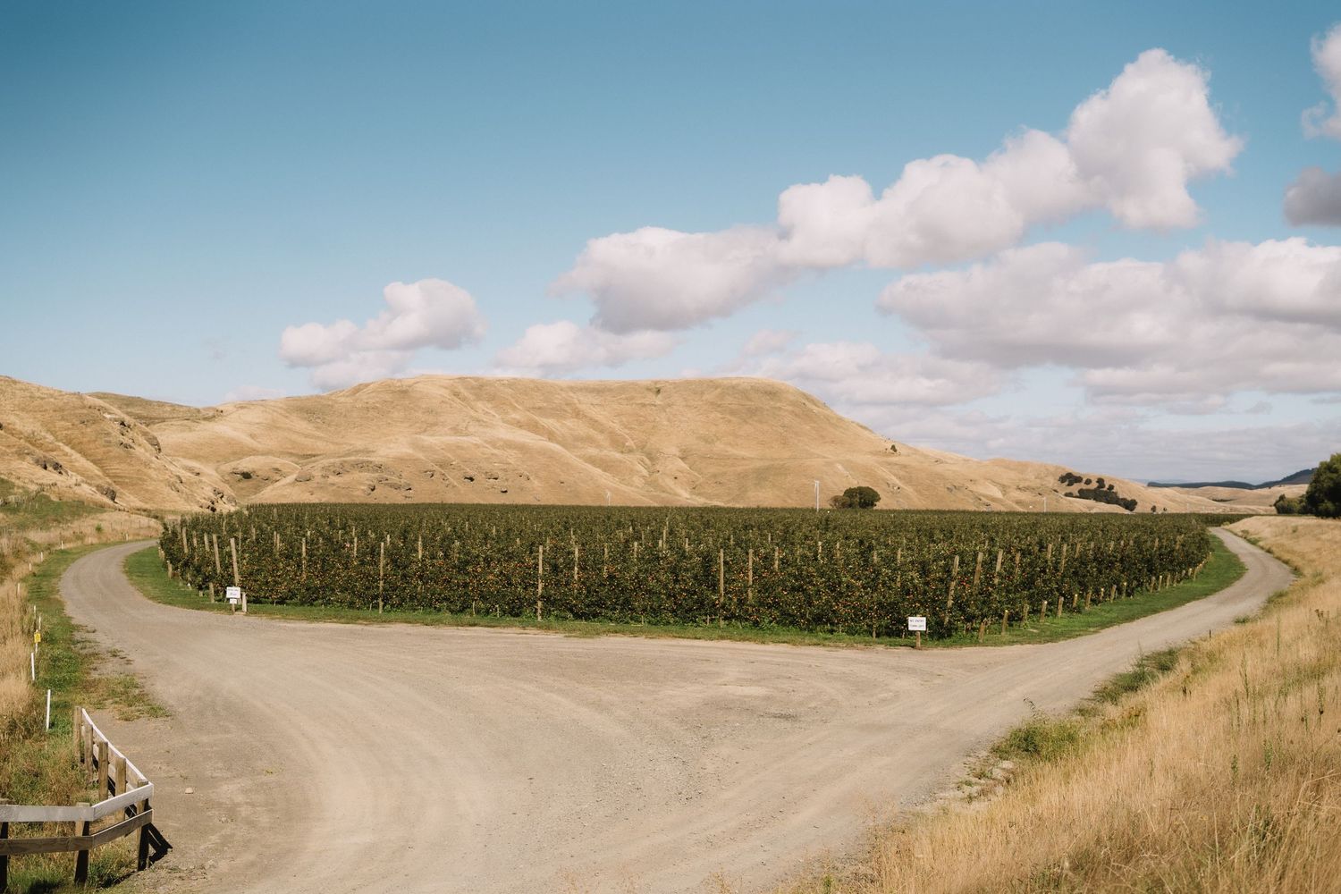 Hawkes Bay Photographer, Hawkes Bay Commercial Photographer, Apple Harvest, T&G