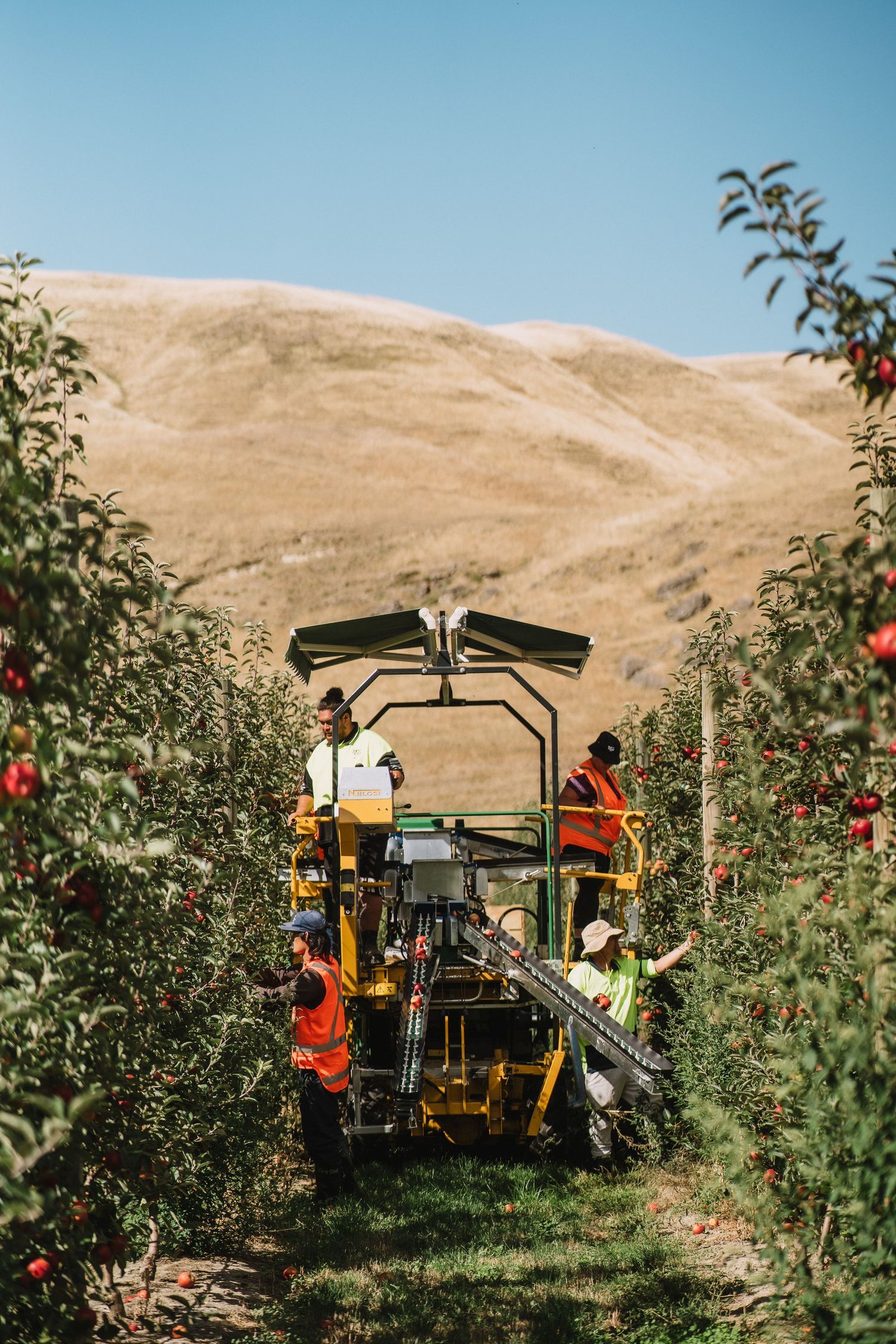 Hawkes Bay Photographer, Hawkes Bay Commercial Photographer, Apple Harvest, T&G