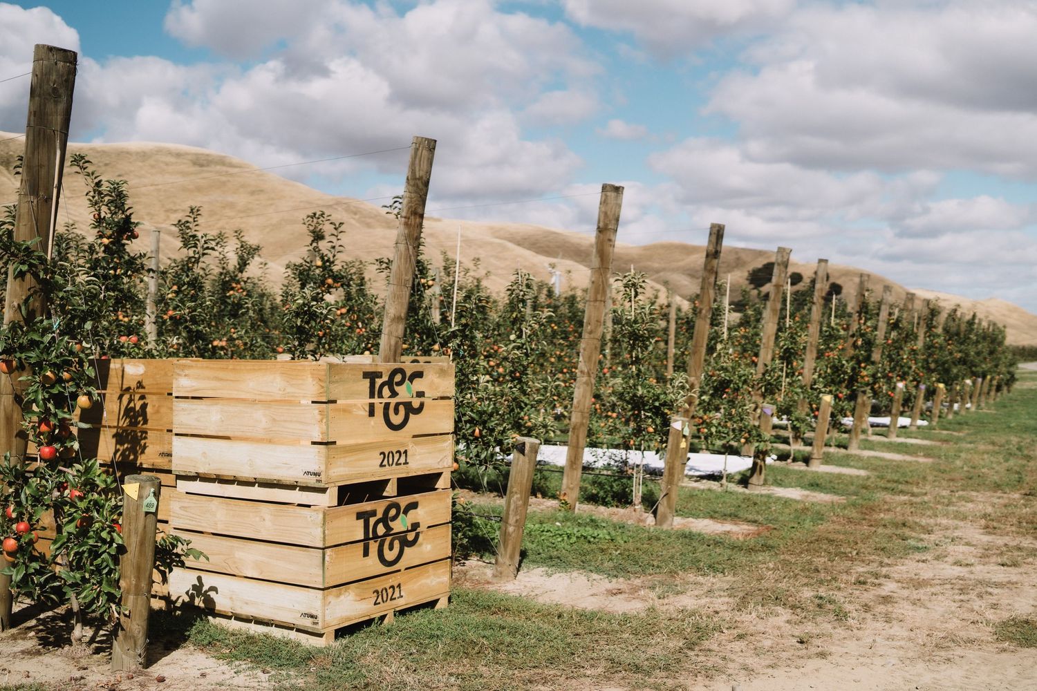 Hawkes Bay Photographer, Hawkes Bay Commercial Photographer, Apple Harvest, T&G