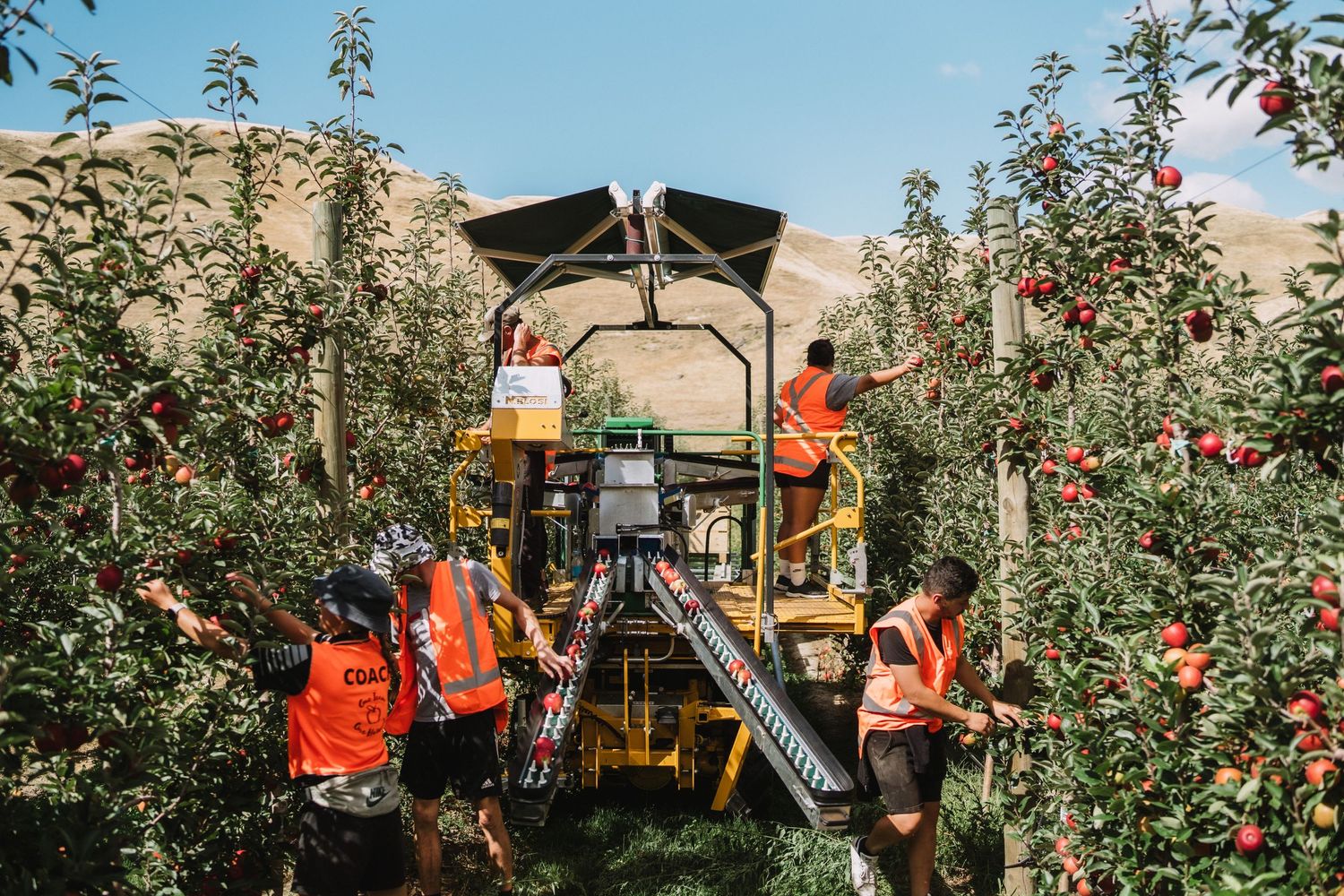 Hawkes Bay Photographer, Hawkes Bay Commercial Photographer, Apple Harvest, T&G