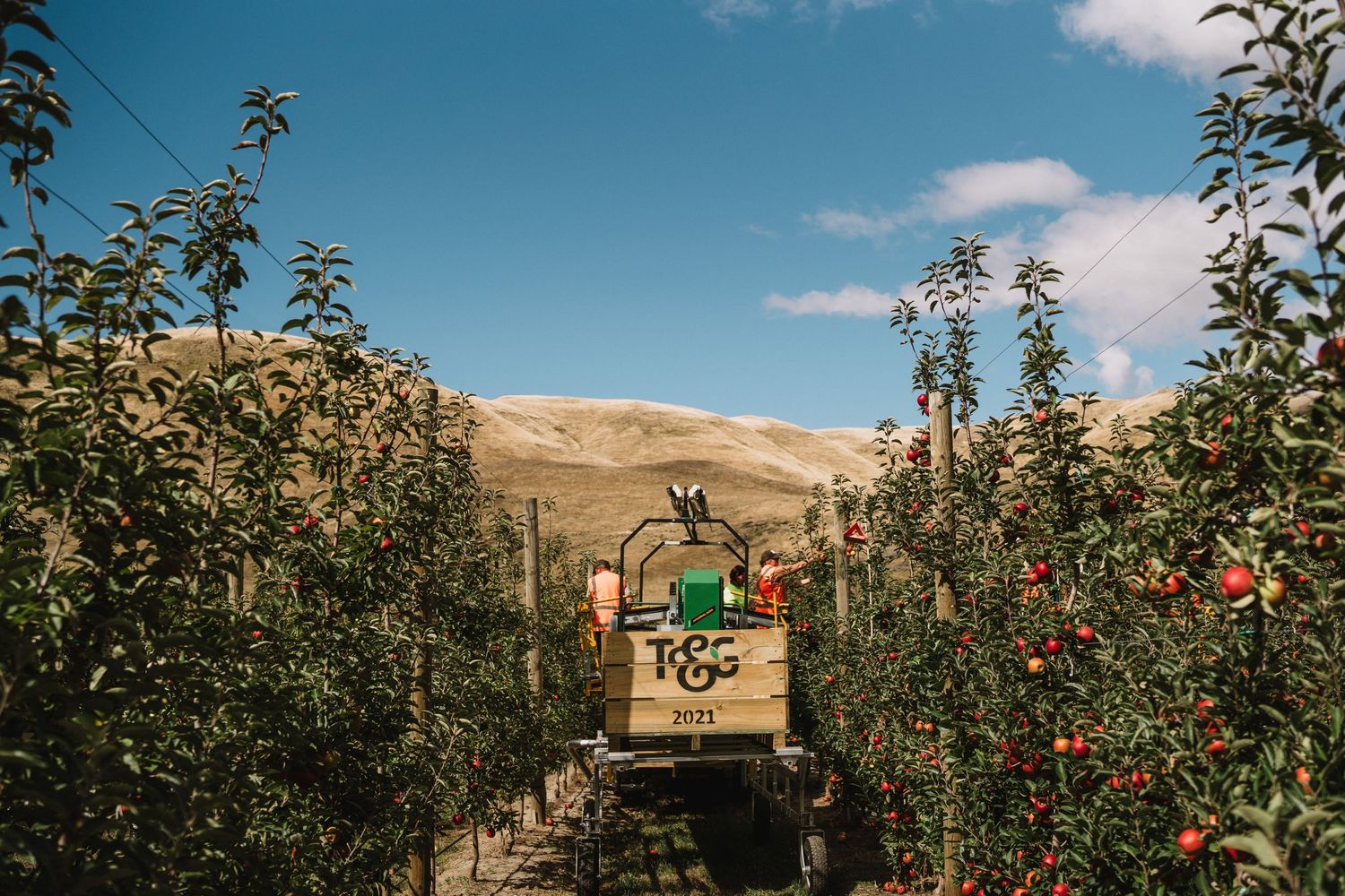 Hawkes Bay Photographer, Hawkes Bay Commercial Photographer, Apple Harvest, T&G