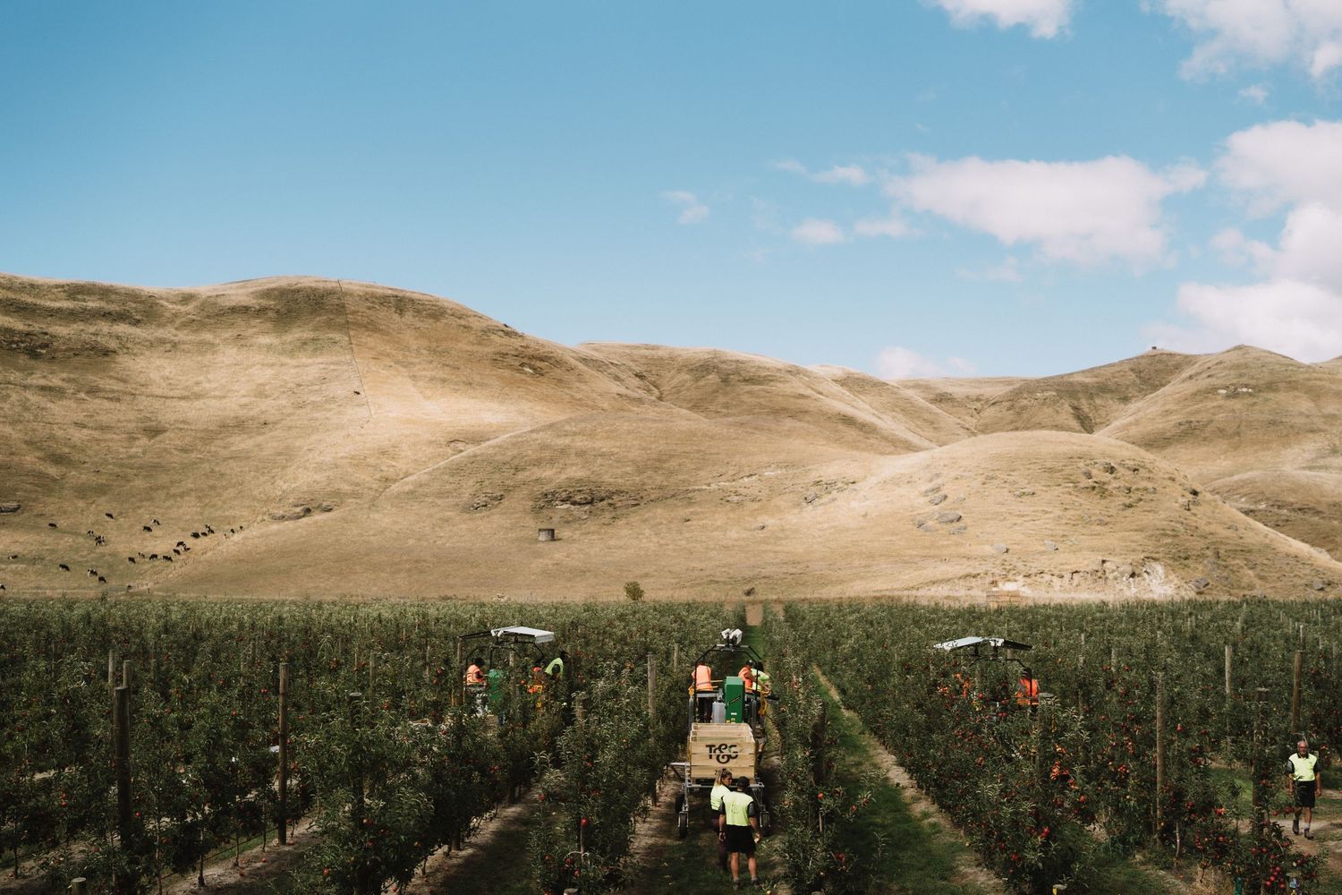 Hawkes Bay Photographer, Hawkes Bay Commercial Photographer, Apple Harvest, T&G