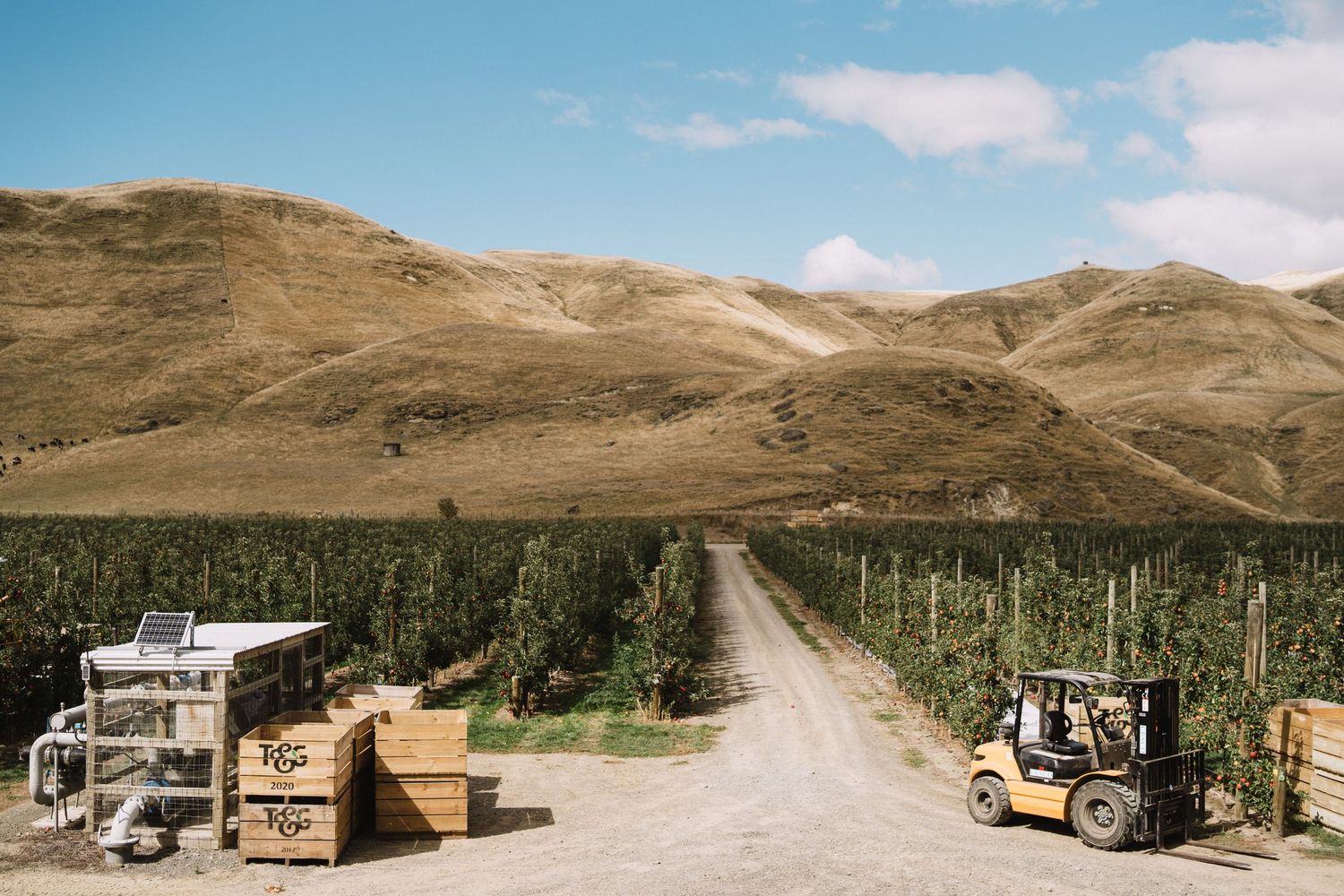 Hawkes Bay Photographer, Hawkes Bay Commercial Photographer, Apple Harvest, T&G