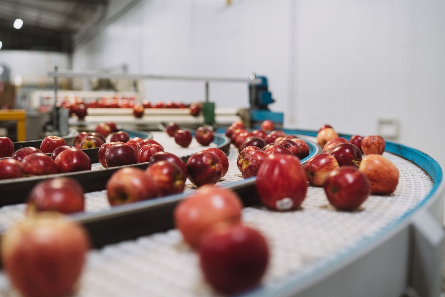 Hawkes Bay Photographer, Hawkes Bay Commercial Photographer, Apple Harvest, T&G