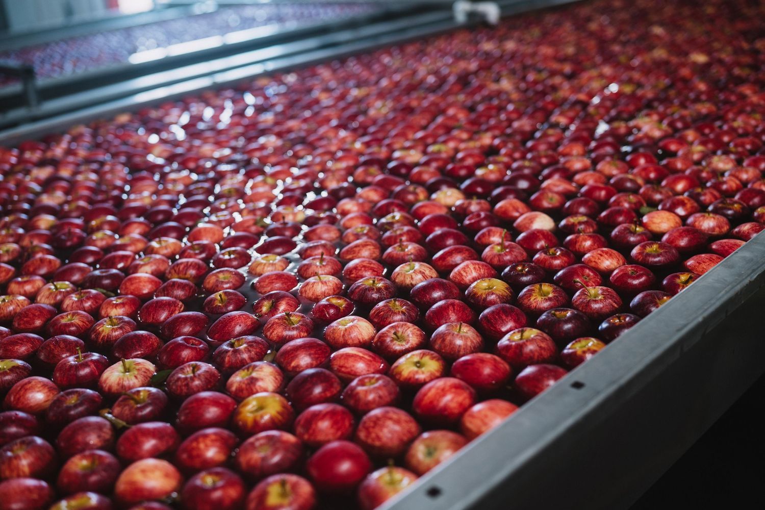 Hawkes Bay Photographer, Hawkes Bay Commercial Photographer, Apple Harvest, T&G