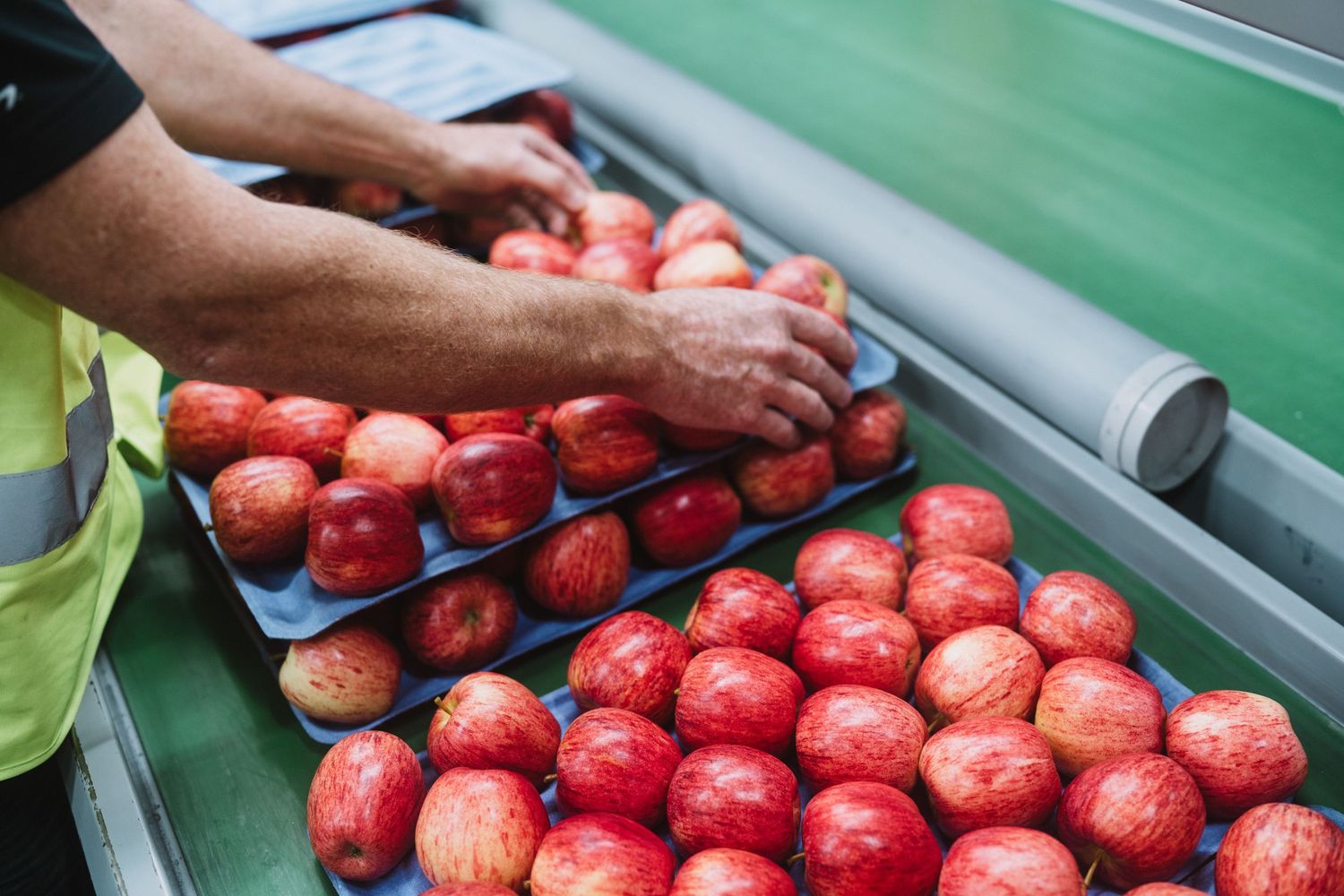 Hawkes Bay Photographer, Hawkes Bay Commercial Photographer, Apple Harvest, T&G