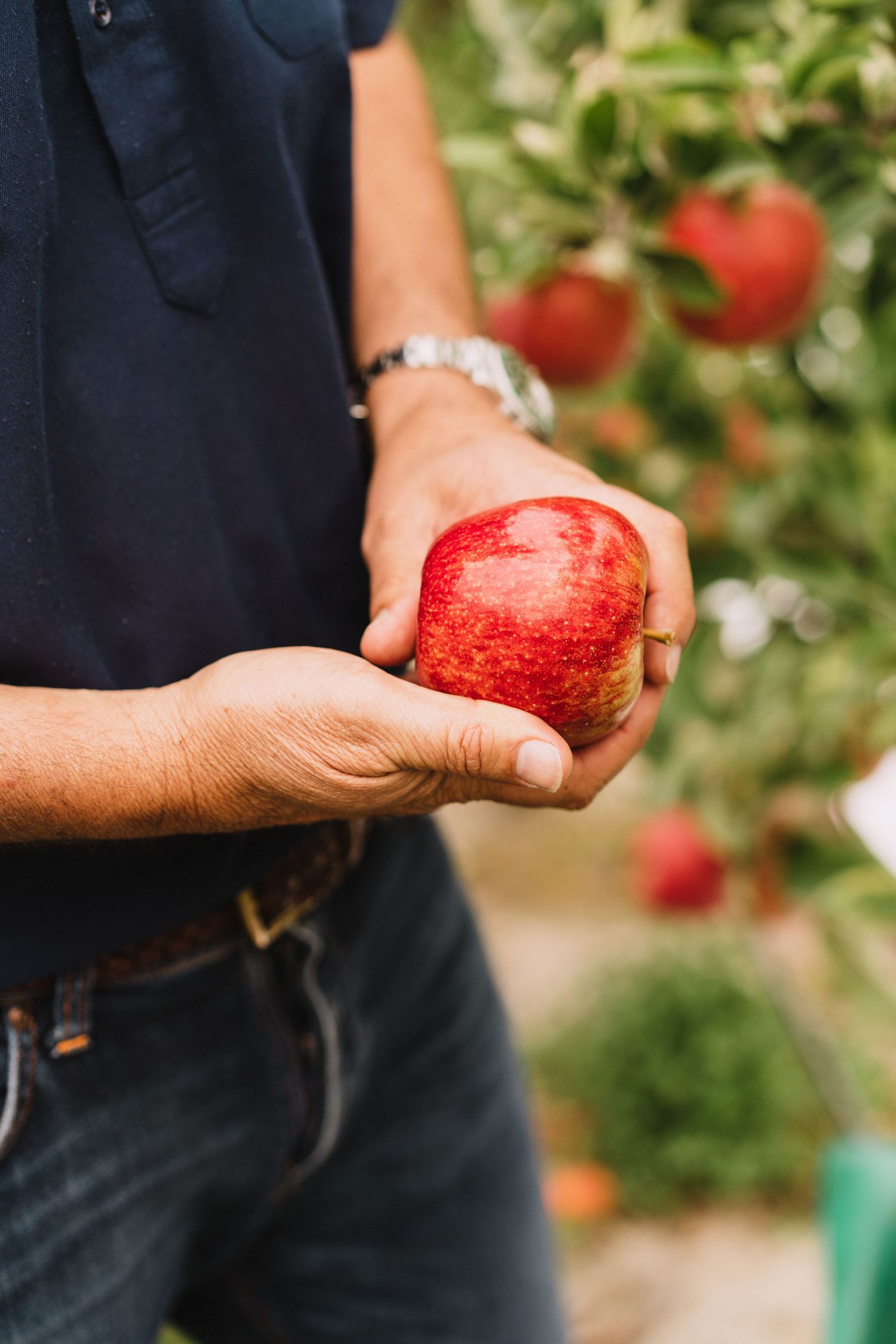 Hawkes Bay Photographer, Hawkes Bay Commercial Photographer, Apple Harvest, T&G