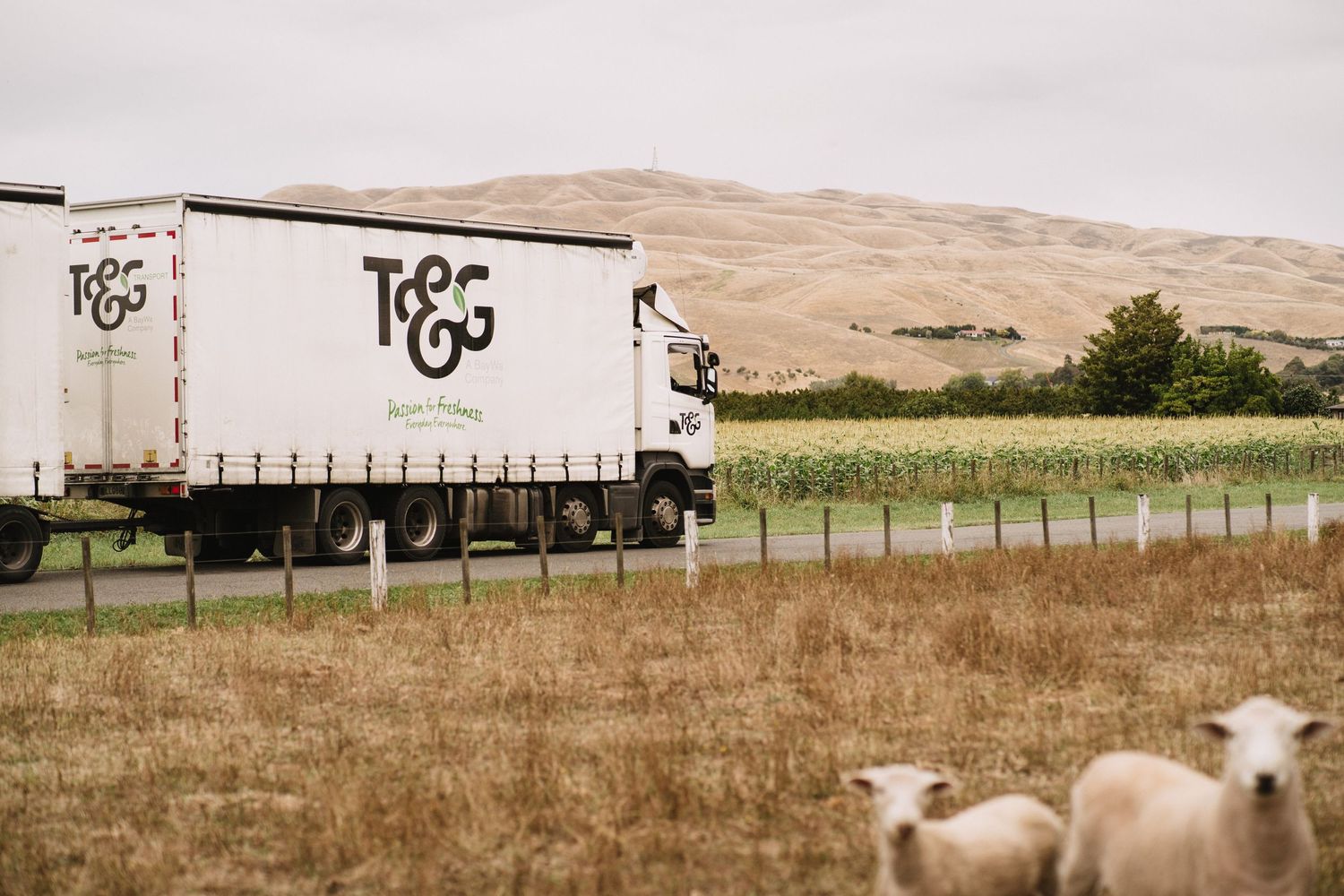 Hawkes Bay Photographer, Hawkes Bay Commercial Photographer, Apple Harvest, T&G