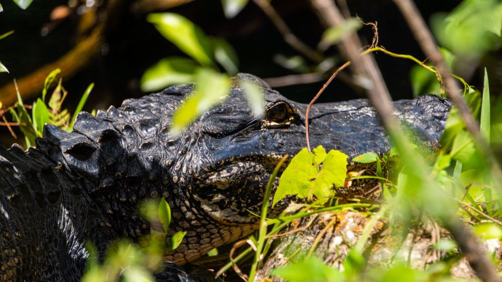 An alligator through branches