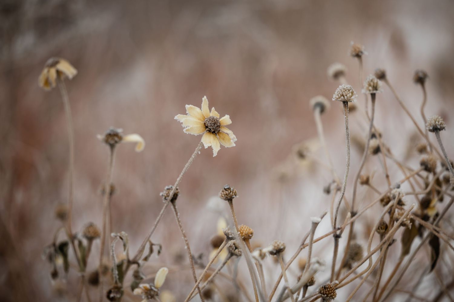 Close-up of dried wildflowers and seed heads in soft, muted lighting.