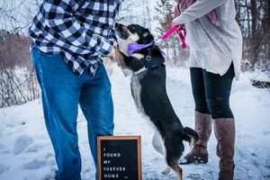 newly adopted dog jumps up to dad in minneapolis minnesota winter park