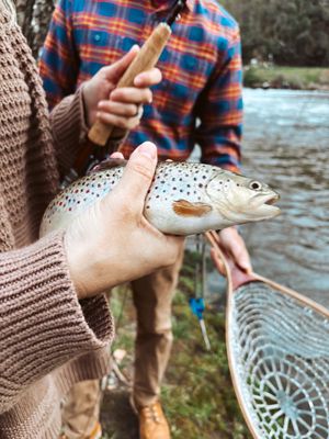 Brown Trout